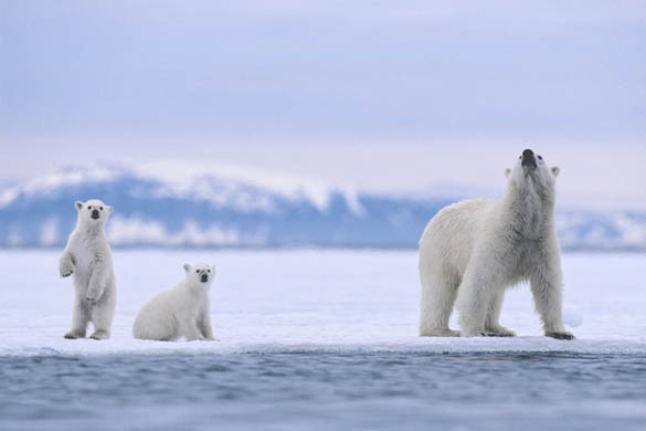 Pictures Of Polar Bears On Ice. A polar bear and her cubs.