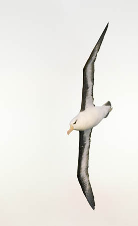 Black-browed albatross in flight