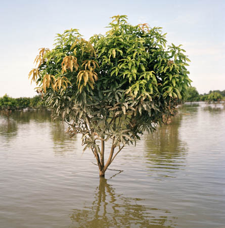A flooded mango plantation in India
