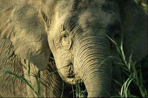 An Asian elephant
