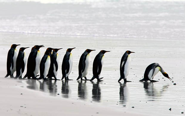 Monarch penguins prepare to get into the ocean