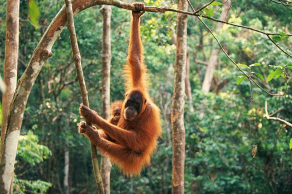 An orang-utan with infant hanging from branch