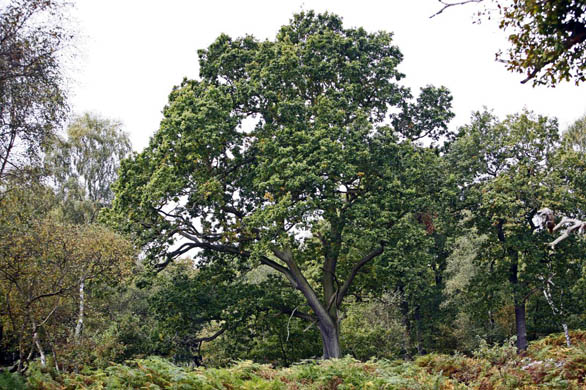 An oak tree