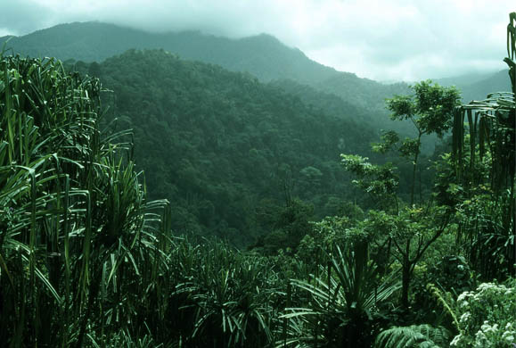 Rainforests in Sumatra, Indonesia
