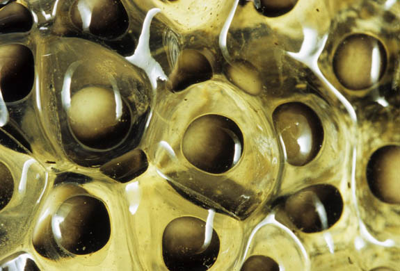 frogspawn