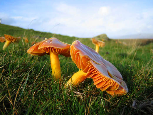 meadow waxcap