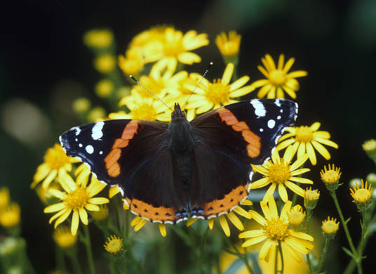 red admiral