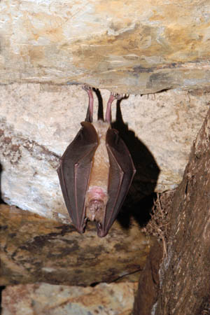 greater horseshoe bat