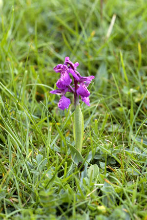 green winged orchid