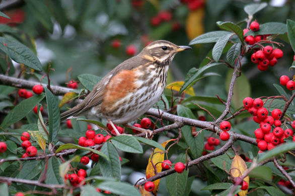 redwing