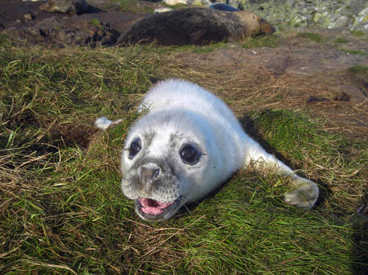 seal pup