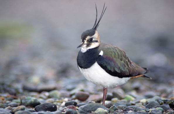 A lapwing