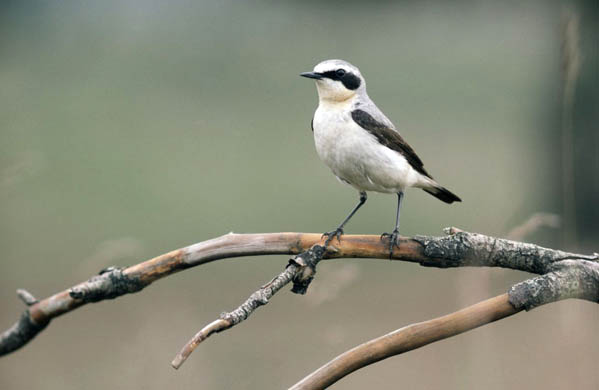A wheatear