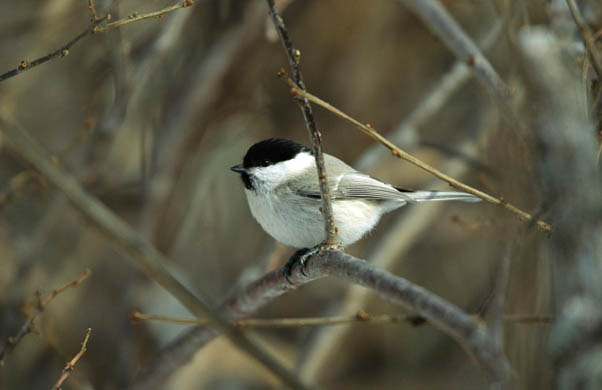 A willow tit