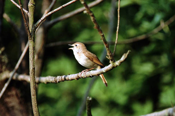 A nightingale