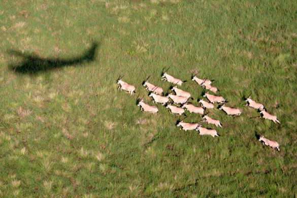 Oryx and a WCS Cessna shadow, Boma National Park