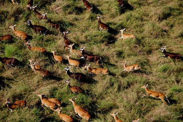 A herd of white-eared Kob, Boma National Park