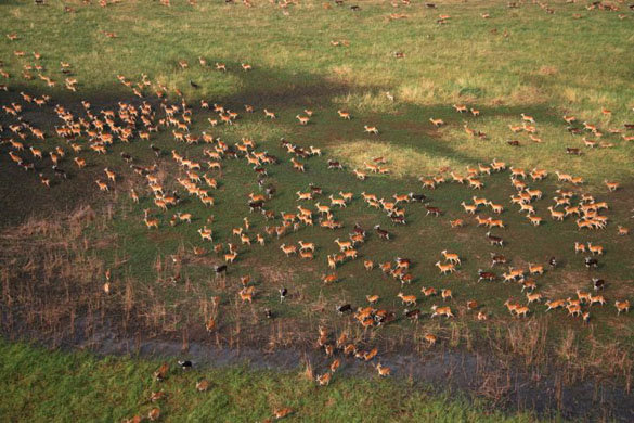 A herd of white-eared Kob