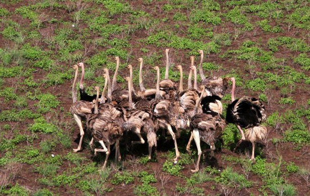 Ostrich in the savannahs of the Loeli area