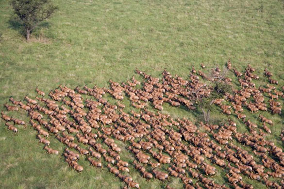A Tiang herd in the the Southern sector of Boma National Park