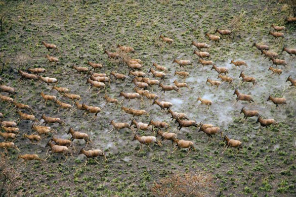 A herd of Tiang, Jonglei area