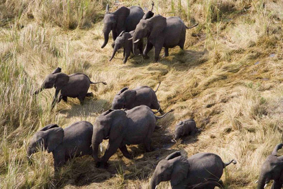 A herd of elephants migrating through the wetlands of Southern Sudan