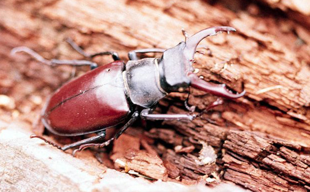 Stag beetle
