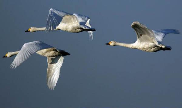 Three of the first migrating Siberian bewick swans to arrive at Slimbridge Wildfowl and Wetlands Trust