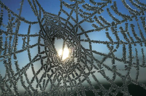 The first frost of winter clings to a spiders web