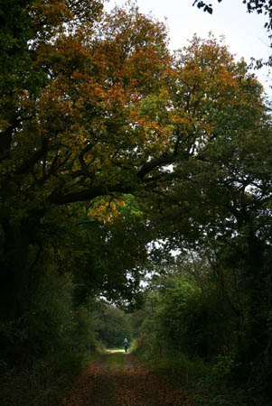 A country lane near Hoxne