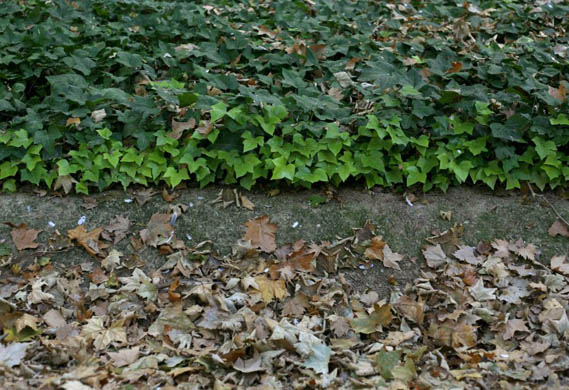 Autumn leaves in the Royal park