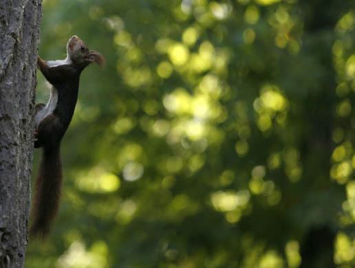 A red squirrel climbs a tree in the Royal park