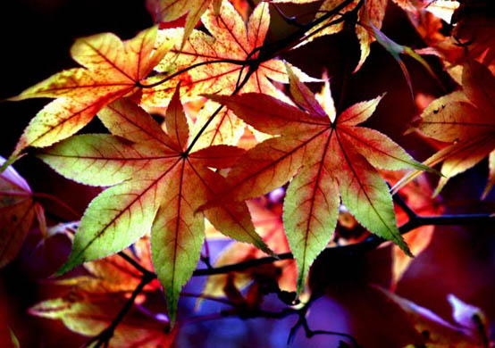 Времена года - Страница 2 GD5161248@Autumn-colours-are-se-8810
