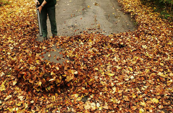Head Gardener, James Quickenden clears leaves from Lime Avenue at Blair Drummond House