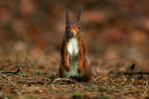 A red squirrel