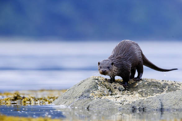 A European otter on the Isle of Mull, Scotland