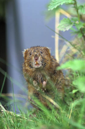 A water vole