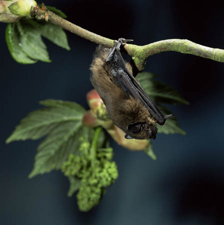 A pipistrelle bat