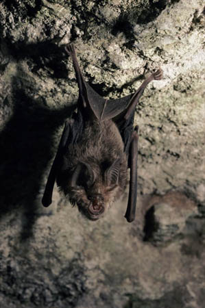 A greater horseshoe bat