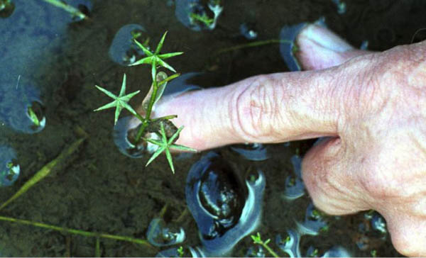 Starfruit water plant