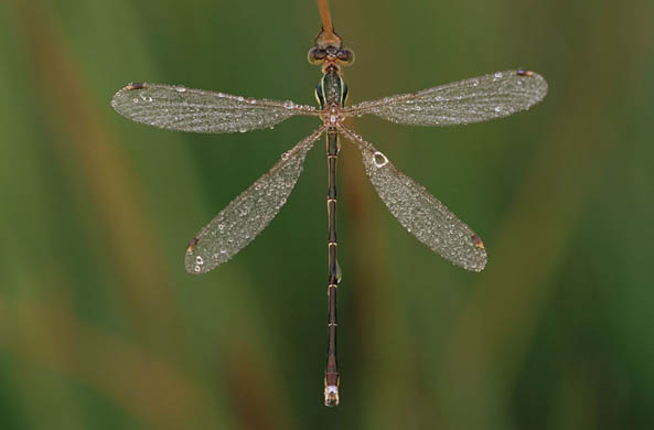 A southern emerald damselfly