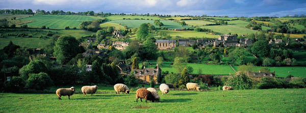 Sheep grazing in field in the Cotswolds