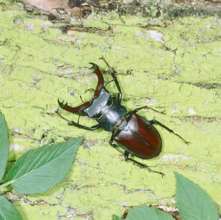 A stag beetle