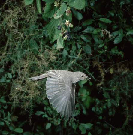 A spotted flycatcher