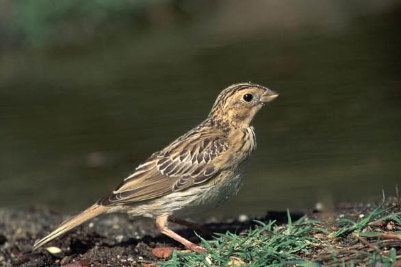 A corn bunting