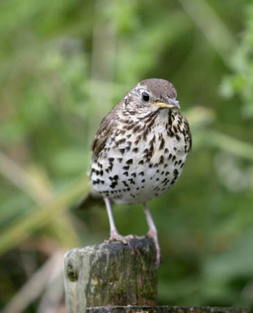 A song thrush