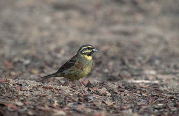 A cirl bunting