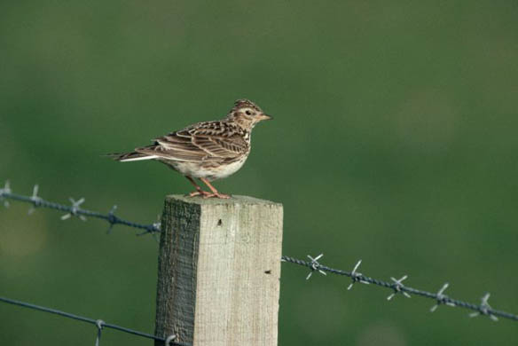 A skylark