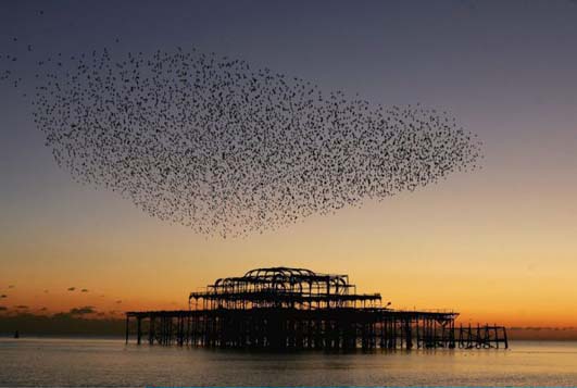 Starlings in Brighton