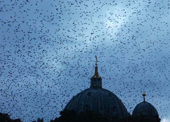 Starlings in Germany